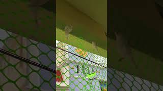 Budgies enjoying outside cages rbnbirds birds budgies lovebirds pets pet shorts [upl. by Lalo]