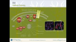 PI3K  Akt Upstream Signaling from Cell Signaling Technology Inc [upl. by Lachish]