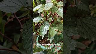 Begonia Grandis for sale  Contact 8848548939 shorts plants garden nature flowers [upl. by Nyloj]