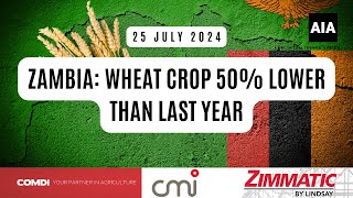 Zambia Wheat Crop 50 Lower Than Last Year  22 Julie 2024 Africa [upl. by Fording512]