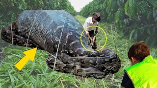 ¡Trabajadores encuentran una SERPIENTE GIGANTE ¡No creerás lo que había DENTRO ¡Nunca visto antes [upl. by Akirdna]