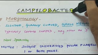 Campylobacter  Microbiology  Handwritten notes [upl. by Nohsed676]