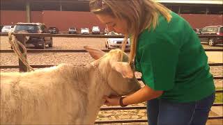 Exame clinico em bovino Semiologia veterinária [upl. by Elleimac113]