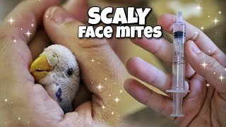 Guide to Dealing with Budgie Scaly Face Mites [upl. by Tait810]