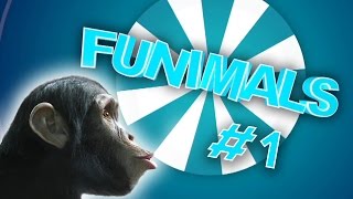 Funny and Cute Animal COMPILATION  Funimals 2016 1 [upl. by Gar]