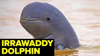 The RAREST Dolphin In The World — ENDANGERED River Dolphin [upl. by Yekcor645]