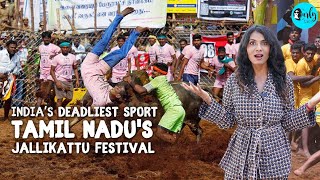 Indias Deadliest Bull Taming Festival  Jallikattu In Tamil Nadu Ft Neha Nambiar  Curly Tales [upl. by Oletha627]