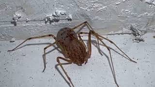 La araña que quieres tener en tu casa la aliada contra el veneno Araña tigre Escupidora Scytodes [upl. by Ettenan]