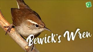 Bewicks Wren Sound  Amazing Bewicks Wren Bird Song Singing and Call [upl. by Hedda717]