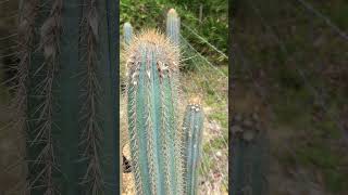 Pilosocereus aff flexibilispinus quotSitio Grande Bahiaquot CS140 at Flowering Maturity [upl. by Acinnor]