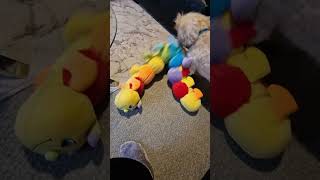 Max has a new toy  caterpillar maxthepoo cockapoodog adorabledog cute dogplaying fluffydog [upl. by Aisyat]