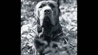 Storia del Cane Presa Mastino Napoletano [upl. by Aicelef]