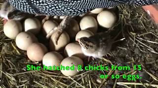 Guinea Fowl Chicks [upl. by Brynna]