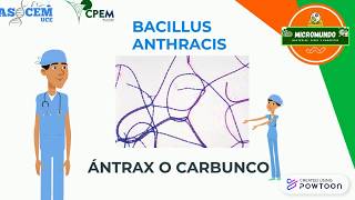 Bacillus Anthracis AntraxCarbunco [upl. by Hevak379]