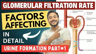 glomerular filtration rate physiology  urine formation factors affecting glomerular filtration rate [upl. by Arual]