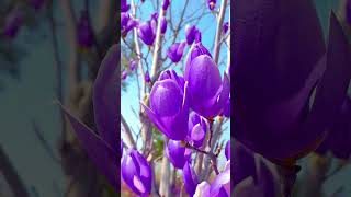 Most Beautiful Flower  4K  naturelovers blue flowers trending mostpopular status [upl. by Aivat]