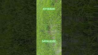 AYYANAR KARUPATTI ……food naturefood [upl. by Airitak]