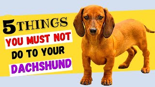 5 Things You Must NOT Do To Your Dachshund  All DACHSHUND Owners Must Watch [upl. by Fedirko902]