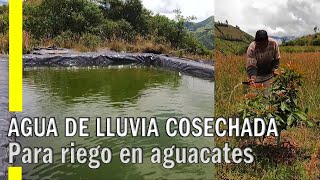 RIEGO DE AGUACATES  RESERVORIO LLENO CON AGUA DE LLUVIA [upl. by Legra]