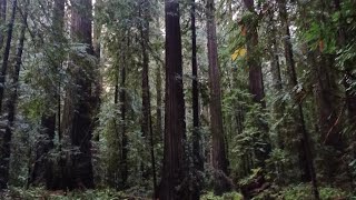 Redwood National Park [upl. by Edward]