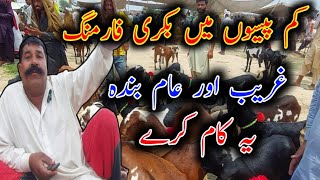 Make Your Own Goat Farm In Very Low Investment How To Start Goat Farming in Pakistan [upl. by Rosario]