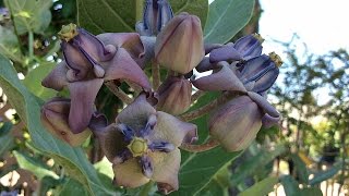 Calotropis gigantea [upl. by Aropizt]