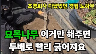 묘목나무 심는방법 100프로 살리고 두배로 빨리 자랍니다 나무심는법 묘목심는방법 나무빨리자라게하는방법 나무안죽게심는방법 나무빨리굵어지게하는방법 유실수심는방법 나무전지 [upl. by Champaigne260]