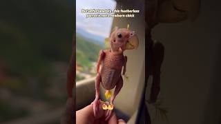 This is a featherless parrot🦜 shortsvideo pets animals babyanimal [upl. by Crespi]