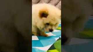 Chow chow female puppy for sale RS 15000 only 😲 [upl. by Aramoj]