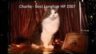 GCCF Supreme Cat Show  Household Pets [upl. by Fredella]