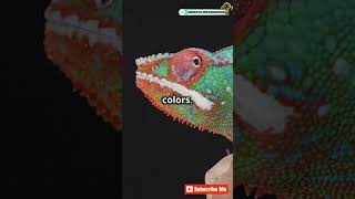 How Do Chameleons Change Color 🦎animals science chameleon didyouknow discovery shorts viral [upl. by Jayson]