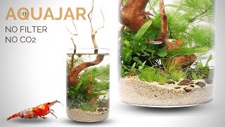 Building a Planted Aquajar no filter no CO2 Walstad style aquarium [upl. by Nosle]