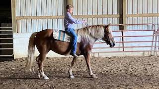 Wendy a Haflinger mare  horse for sale [upl. by Milla337]