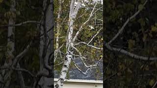 Bluejay spotted bluejays bluejaybird bluejay birds shortvideo shortfeed fypage shortsyoutube [upl. by Aynav738]