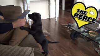 Puppy Labrador 1st Week at Home Destruction and Exploration  Cute [upl. by Qerat]