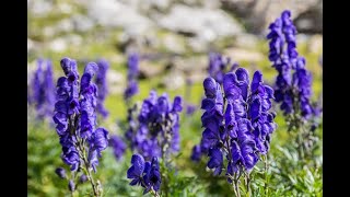 Farming  Cultivation of Medicinal Plants Expensive Aconitum heterophyllumअतिस खेति नेपालमा ATIS [upl. by Neibaf]