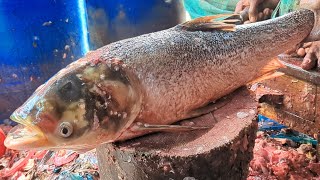 Amazing Big Size 5kg Silver Carp Fish Fastest Cutting Skill Fish Market 😱😱  Fish Cutting Skills [upl. by Reivaxe]