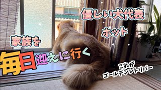 【最高犬種】ゴールデンレトリバーのここが好き！家族思いの愛犬ホット君 [upl. by Renat]