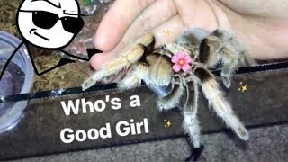 MEET all my FRIENDLY TARANTULAS  Best beginner tarantula [upl. by Meggie]