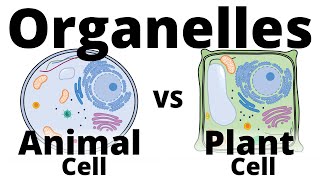 Plant Cell vs Animal Cell [upl. by Nelaf]