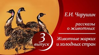 Е И Чарушин  Животные жарких и холодных стран  Аудиорассказы для детей [upl. by Atirat160]