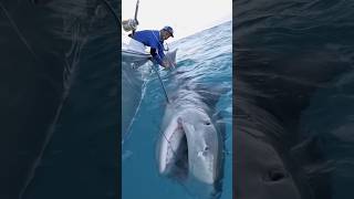 Giant Tiger Shark 1000lb fishing BlacktipH shark fish tigershark ocean caught [upl. by Banquer]