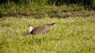 Masked Lapwing Masked Plover formerly Spurwinged Plover Vanellus miles  Maskenkiebitz 4 [upl. by Uzzia]