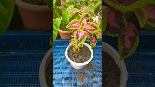 Coleus plant easy reporting in soil trending reporting shorts [upl. by Vasileior]