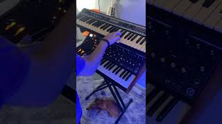 Stevie Nicks  Stand Back on Moog Subsequent 37 synth jam [upl. by Keppel785]