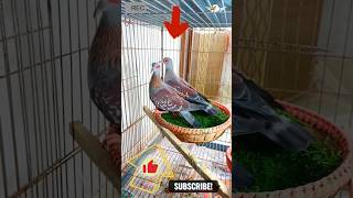 amazing pigeon 2023 🔥pigeon pets amazingpigeon lovebirds [upl. by Yllen515]