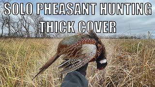 SOLO PHEASANT HUNTING PUBLIC LAND ALMOST LIMITED OUT [upl. by Meredith]