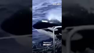 Gladis la orca punk que se organiza con sus amigas para atacar barcos ⛵🐋 [upl. by Enicar]