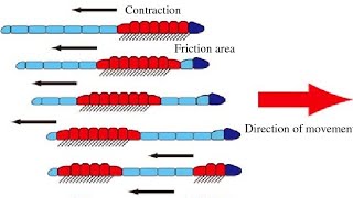 Movement of Earthworm  Class VI Science  NCERT [upl. by Eimmat]