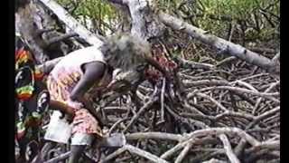 Gathering Food in the Mangroves of Arnhem Land [upl. by Nnylatsyrk366]